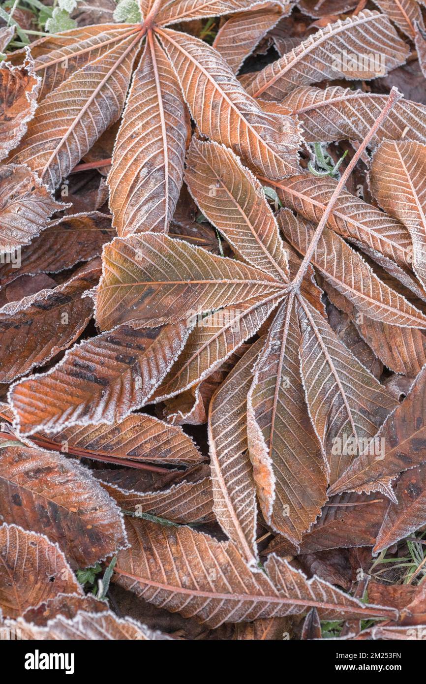 Close-shot di ghiaccio coperto foglie di palmate arancio autunnale di Cavallo castagno / Aesculus hippocastanum, una volta utilizzato in medicina. Primo sole d'autunno. Foto Stock