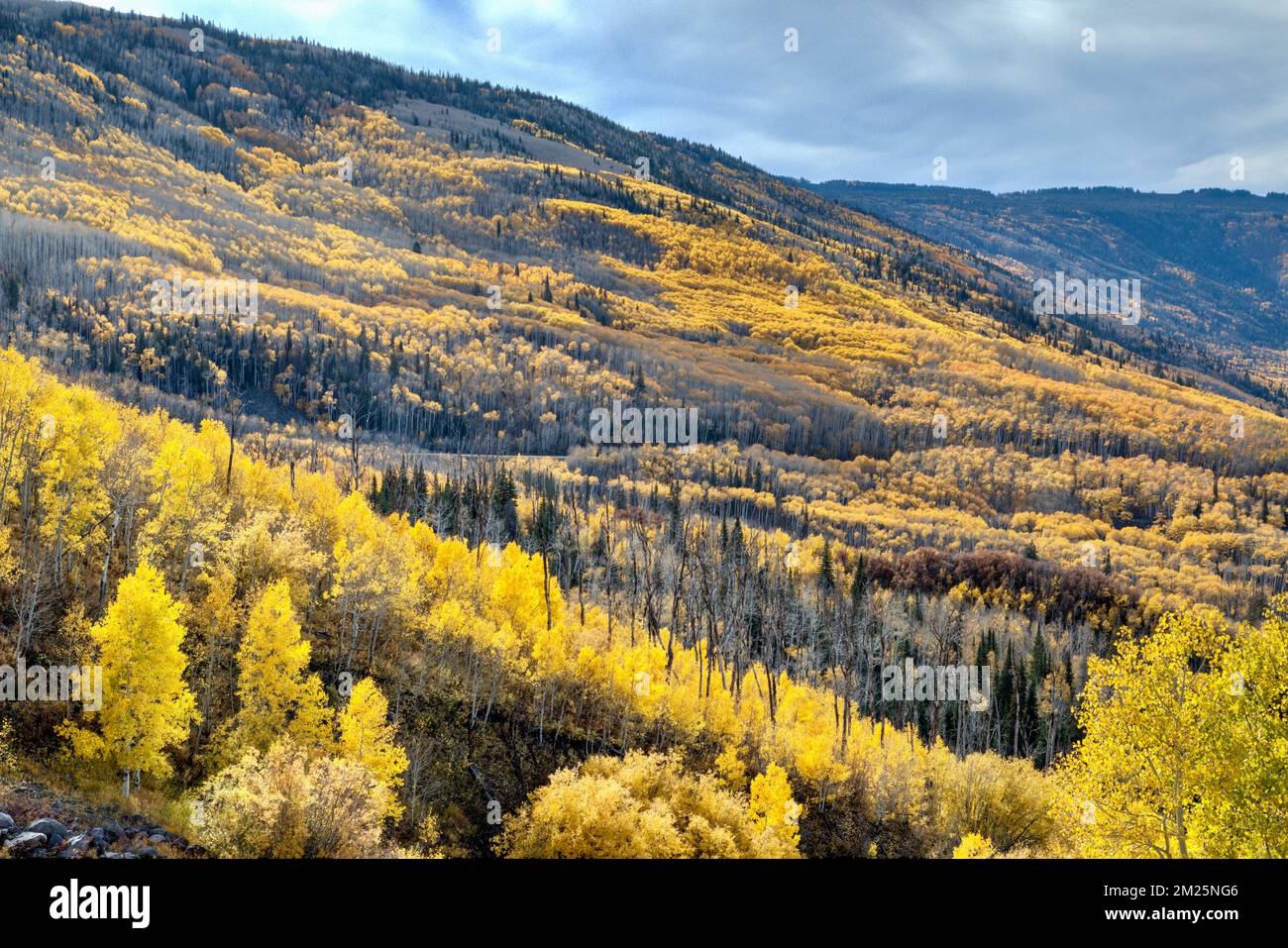 Il versante nord della montagna pianeggiante chiamata Grand Mesa in tardo autunno con una gran parte degli aspen ancora con foglie gialle. Foto Stock
