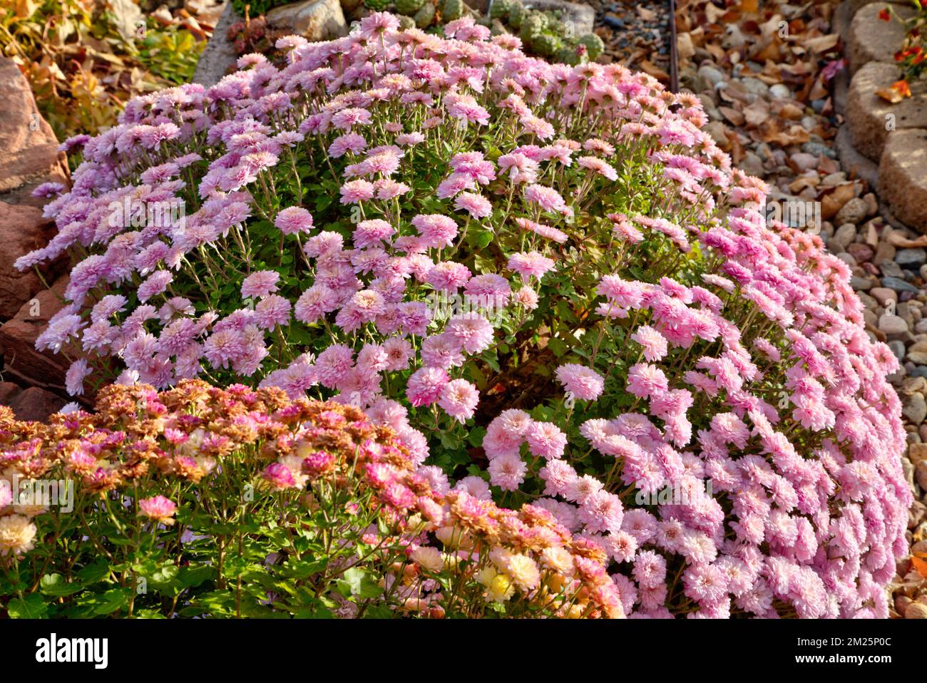 Una pianta intera di crisantemo ricoperta di fiori rosa spicca nel tardo pomeriggio. Foto Stock