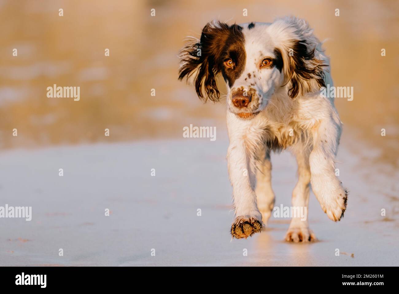 Inglese Springer Spaniel cane da lavoro che corre attraverso la spiaggia verso la macchina fotografica. Foto Stock