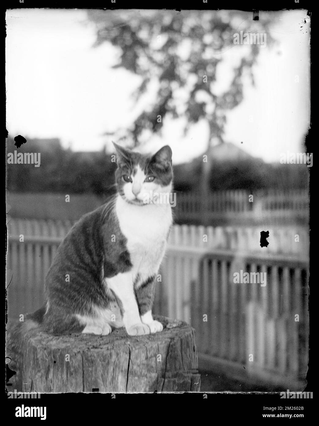 Gatto seduto su un ceppo di albero, gatti. Collezione di diapositive in vetro della biblioteca pubblica di Hingham Foto Stock