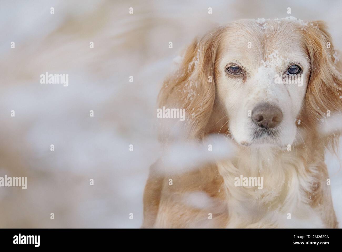 Ritratto di cucciatore d'oro spaniel cane da lavoro nella neve. Contatto con gli occhi e carino. Foto Stock