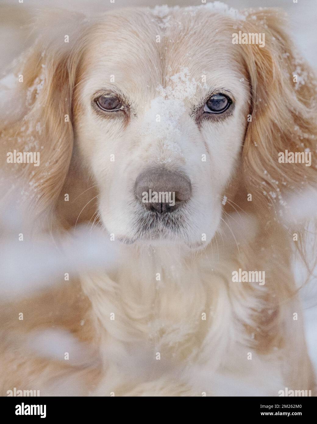 Ritratto di cucciatore d'oro spaniel cane da lavoro nella neve. Contatto con gli occhi e carino. Foto Stock