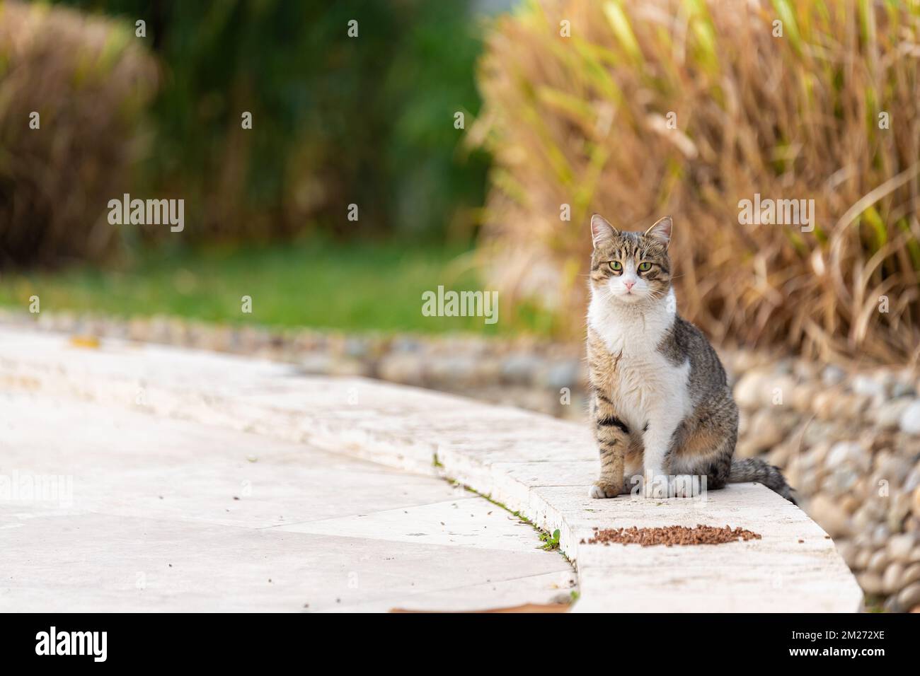 Il gatto di strada nel parco mangia il cibo lasciato dagli amanti degli animali ed è soddisfatto Foto Stock