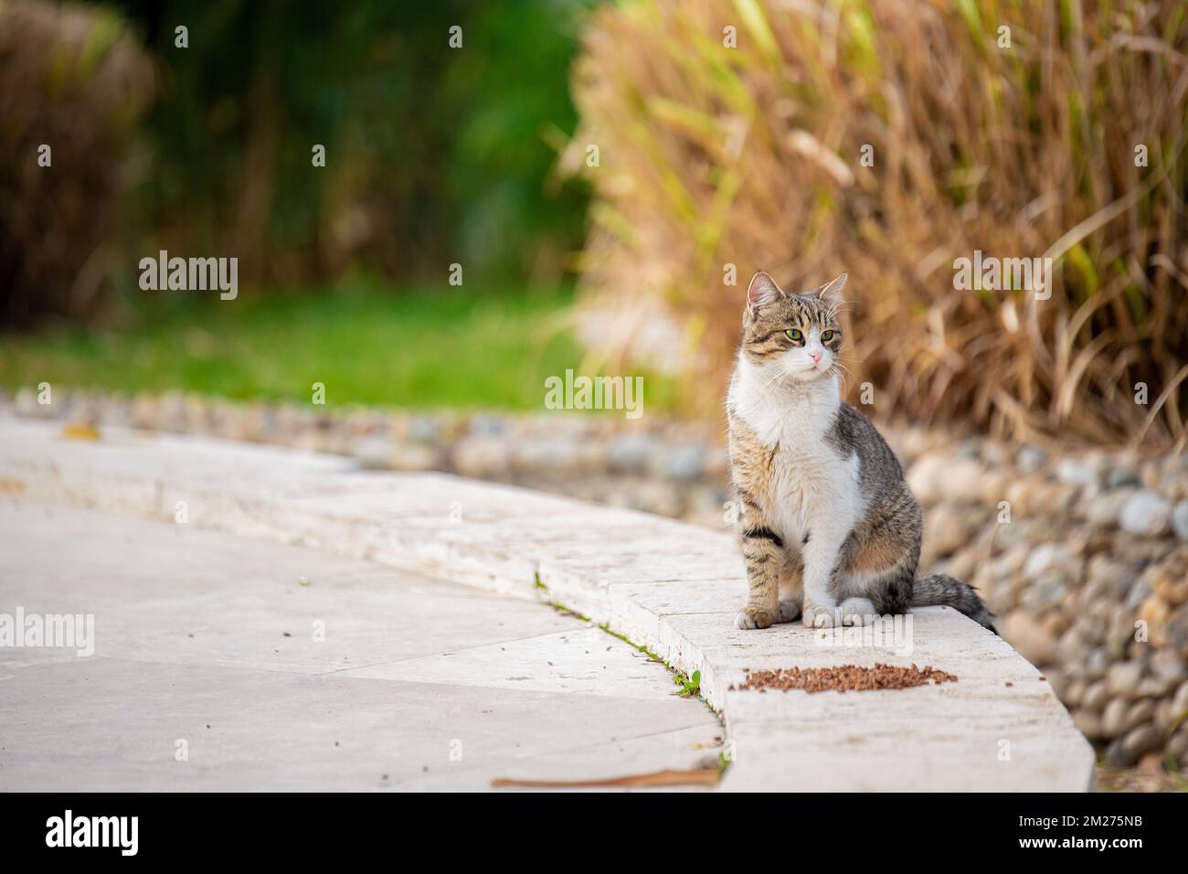 Il gatto di strada nel parco mangia il cibo lasciato dagli amanti degli animali ed è soddisfatto Foto Stock