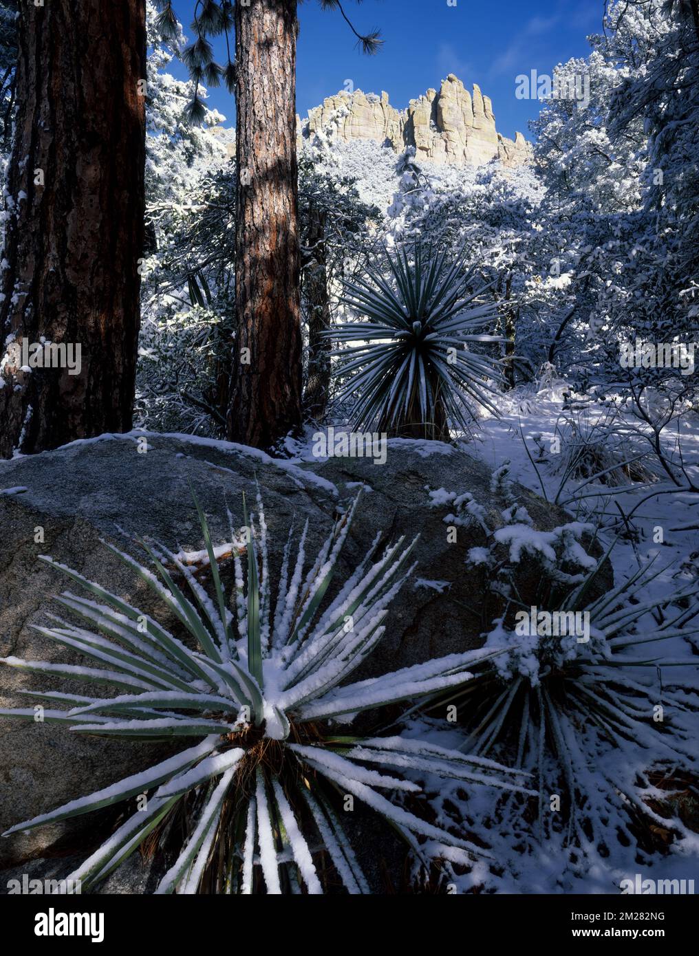 Tempesta invernale nel canyon degli orsi sulle montagne di Santa Catalina, Arizona Foto Stock