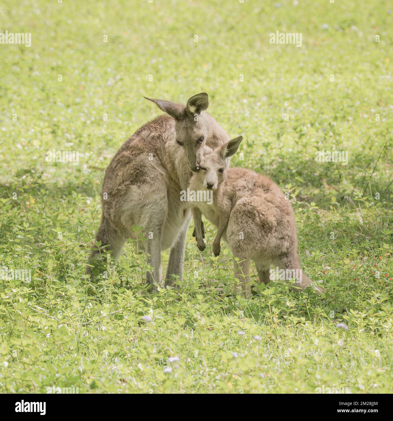 Il canguro grigio orientale che condivide l'amore della famiglia nel Queensland, Australia. Foto Stock