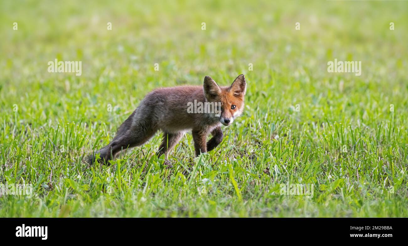 Disperdendo volpe rossa giovanile (vulpes Vulpes) cercando di stabilire il proprio territorio a fine estate / inizio autunno | Jeune renard roux (vulpes Vulpes) dans prateria 24/08/2017 Foto Stock