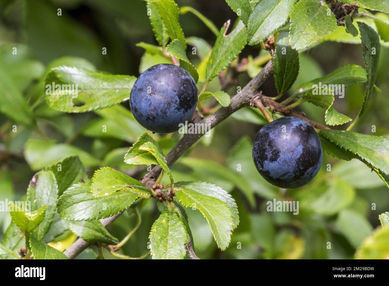 Spina nera / sciabola (Prunus spinosa) primo piano di bacche nere / sciabole / drupi e foglie | Épine noire / Prunelier / Prunellier / buisson noir / épinette (Prunus spinosa) gros plan des fruits 24/08/2017 Foto Stock