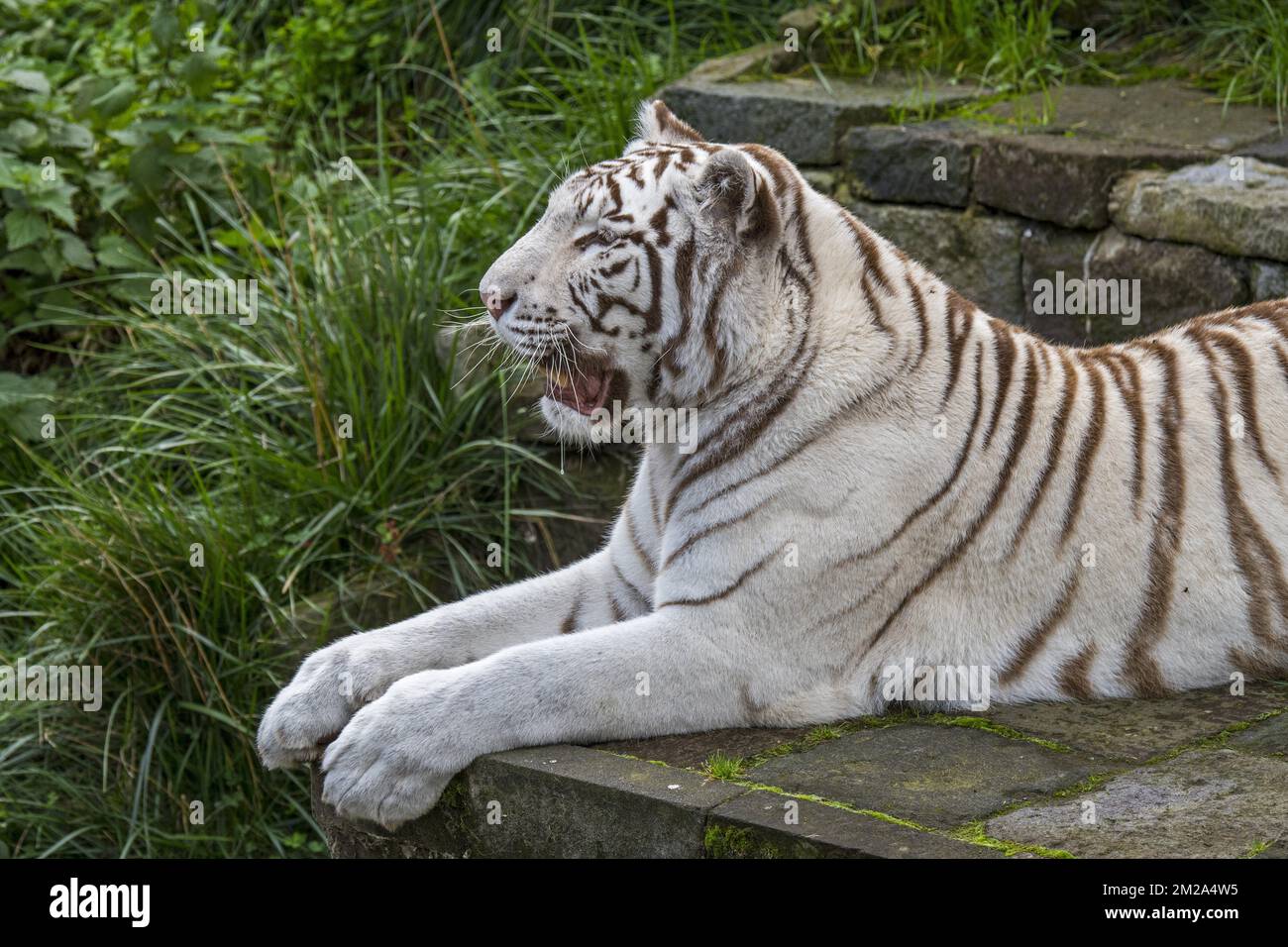 Tigre bianca / tigre sbiancata (Panthera tigris) variante di pigmentazione della tigre bengala, originaria dell'India | Tigre bianco (Panthera tigris) 20/09/2017 Foto Stock
