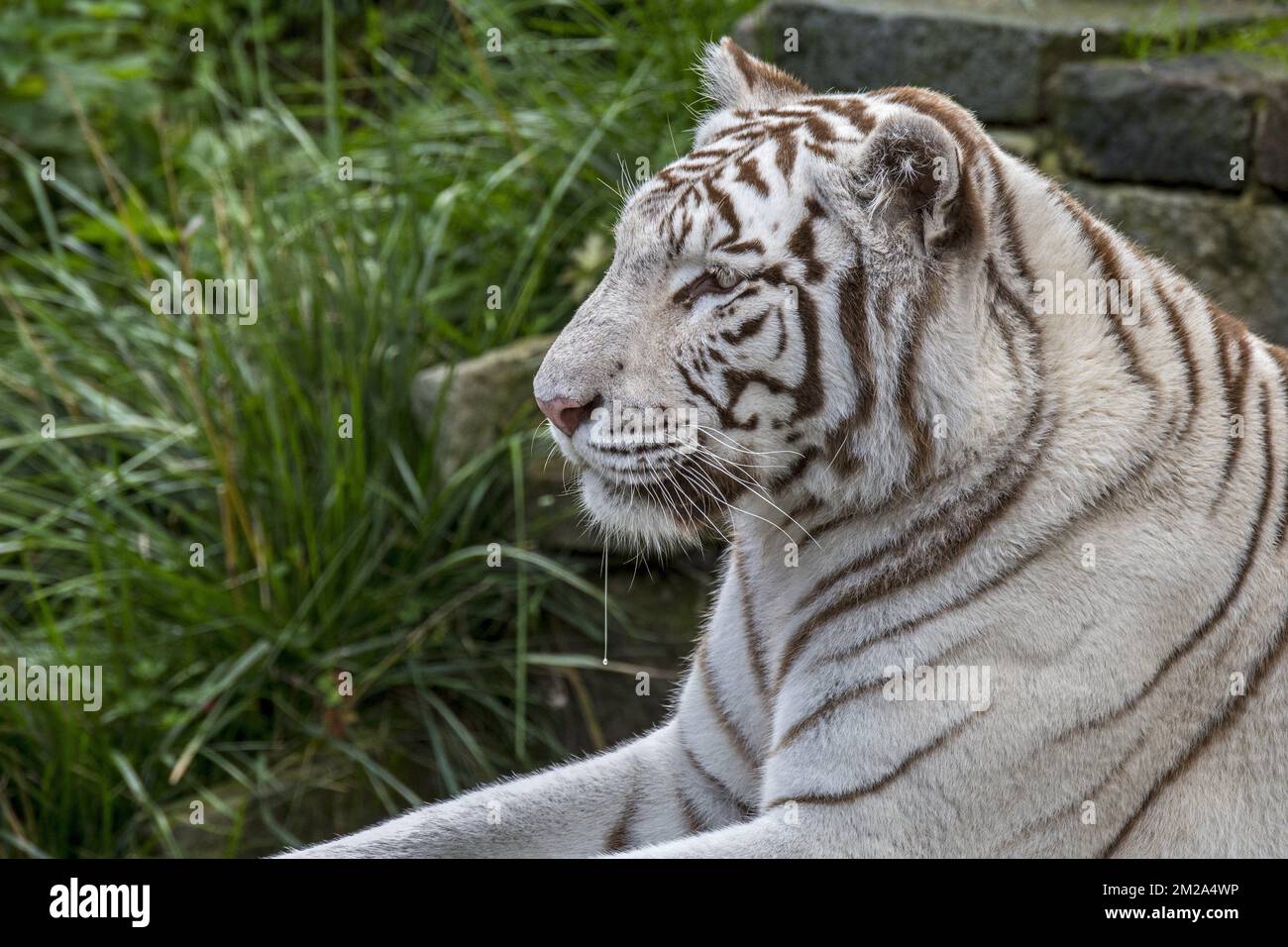 Tigre bianca / tigre sbiancata (Panthera tigris) variante di pigmentazione della tigre bengala, originaria dell'India | Tigre bianco (Panthera tigris) 20/09/2017 Foto Stock