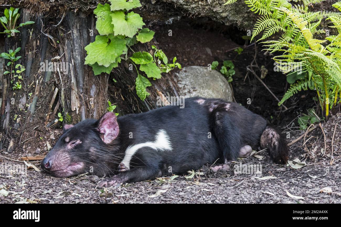 Il diavolo della Tasmania addormentato (Sarcophilus harrisii), il più grande marsupiale carnivoro originario dell'Australia | Diable de Tasmanie (Sarcophilus harrisii) 25/09/2017 Foto Stock