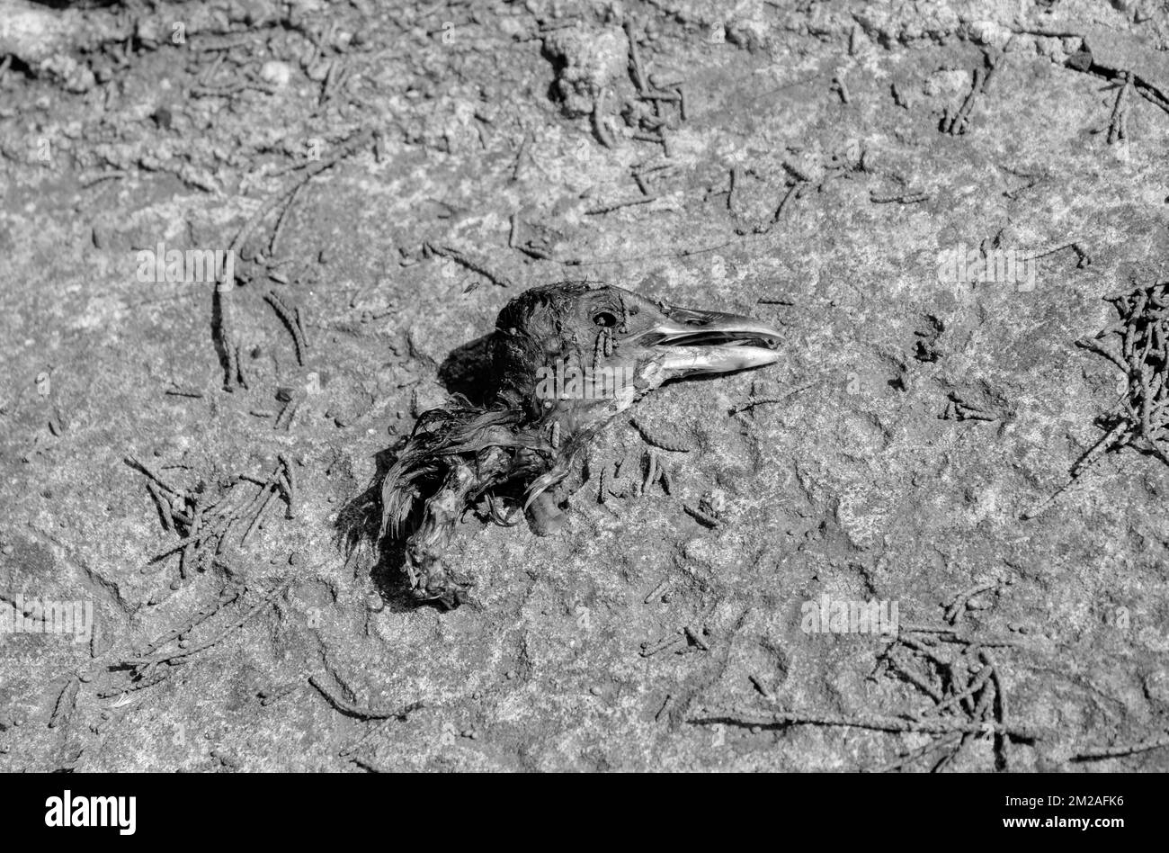 Dead Bird testa in un cimitero utilizzato per strega, santeria o magia nera . Fotografia in bianco e nero. Foto Stock