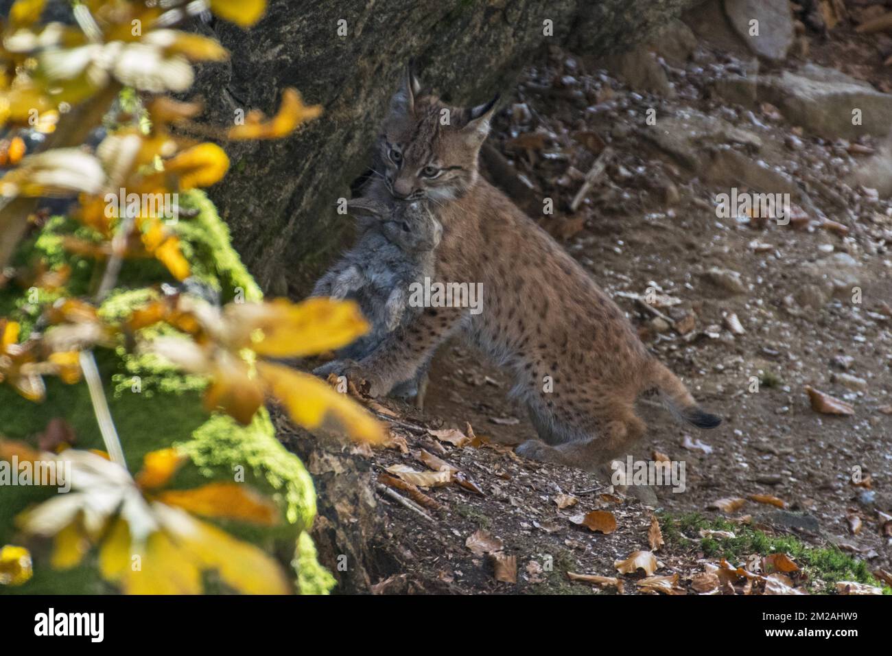 Eurasian lynx (Lynx lynx) kitten dragging dead rabit prey in autumn forest | Lynx boréal / Lynx d'Eurasie / Lynx commun / Loup-cervier / Lynx d'Europe (Lynx lynx) petit de deux mois 19/10/2017 Foto Stock