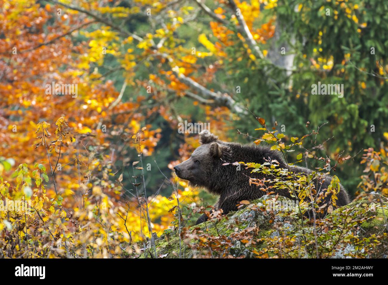 Orso bruno europeo (Ursus arctos arctos) foraggio in foresta con fogliame che mostra colori autunnali | Ours brun d'Europe (Ursus arctos arctos) 18/10/2017 Foto Stock