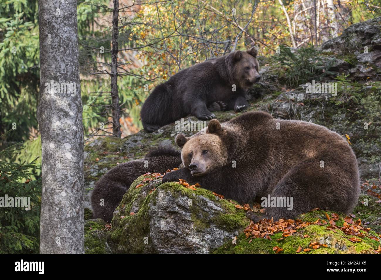 Orso bruno europeo (Ursus arctos arctos) femmina con due giovani che riposano sulla roccia nella foresta autunnale | Ours brun d'Europe (Ursus arctos arctos) 18/10/2017 Foto Stock
