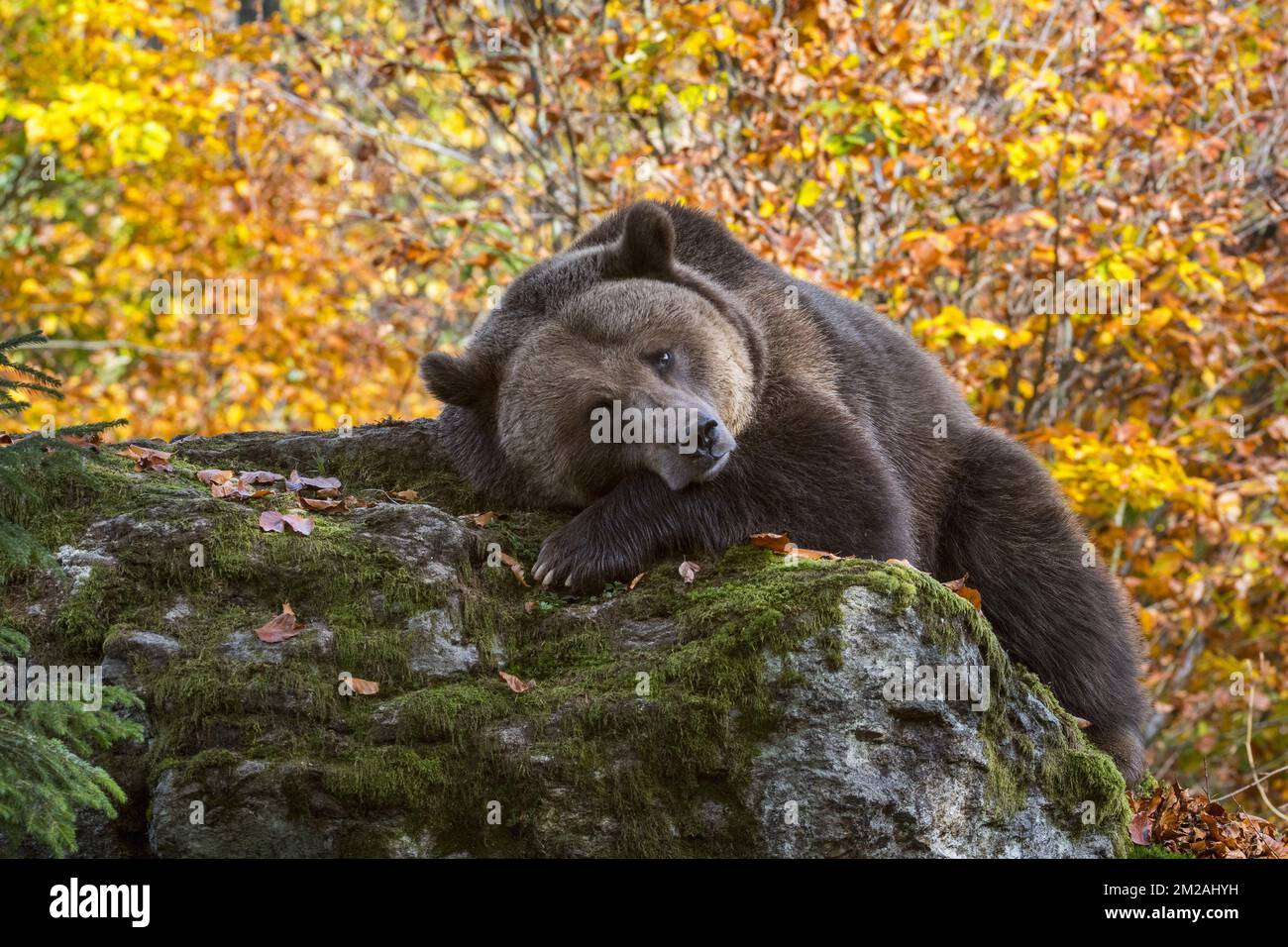 Orso bruno europeo (Ursus arctos arctos) che riposa sulla roccia nella foresta con il fogliame che mostra i colori autunnali | Ours brun d'Europe (Ursus arctos arctos) 18/10/2017 Foto Stock