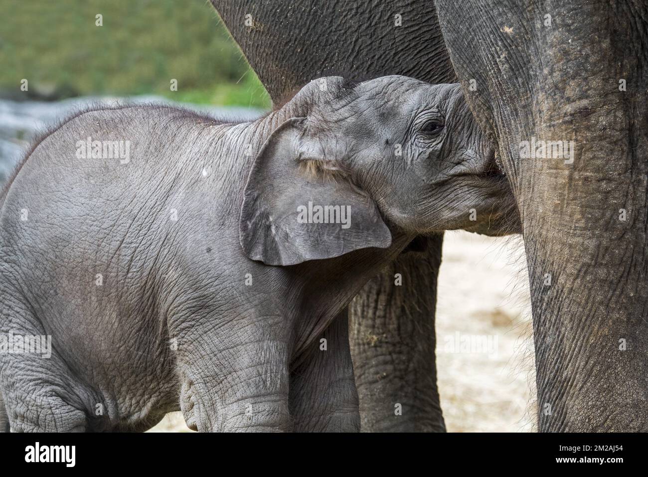 Elefante asiatico / elefante asiatico (Elephas maximus) femmina / mucca che allattano carino vitello di tre settimane | Eléphant d'Asie (Elephas maximus) bébé de trois mois Mini Baby à Pairi Daiza 13/10/2017 Foto Stock