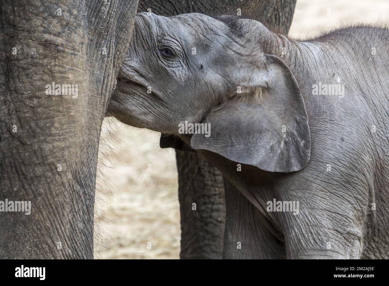 Elefante asiatico / elefante asiatico (Elephas maximus) femmina / mucca che allattano carino vitello di tre settimane | Eléphant d'Asie (Elephas maximus) bébé de trois mois Mini Baby à Pairi Daiza 13/10/2017 Foto Stock