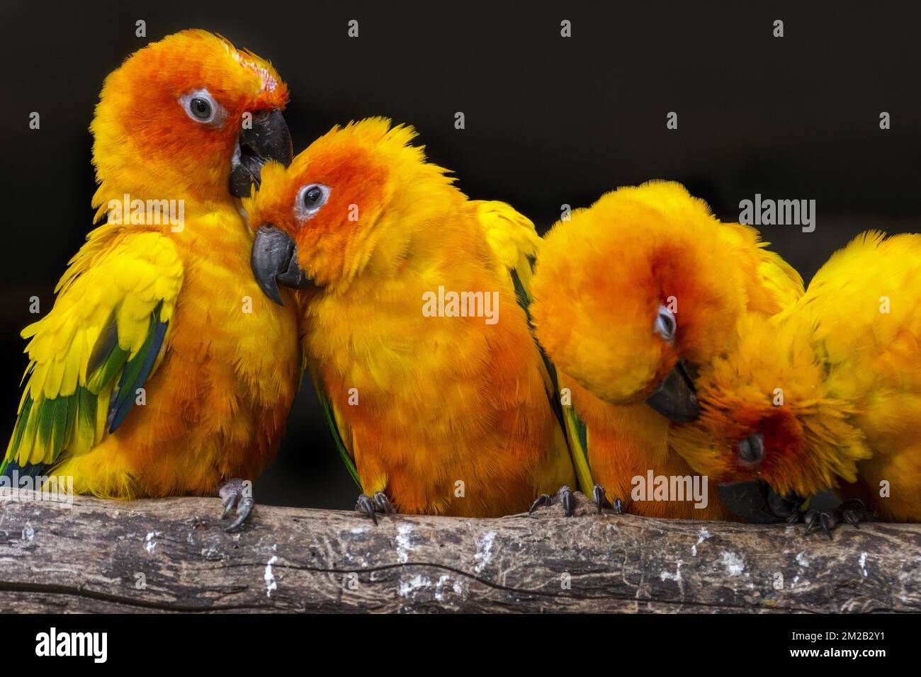 Sun parakeets / Sun conures (Aratinga solstitialis) gregge arroccato su ramo e governare l'un l'altro, Sud America | Groupe de conures soleil (Aratinga solstitialis), espèce de perroquet de l'Amérique du Sud 13/10/2017 Foto Stock