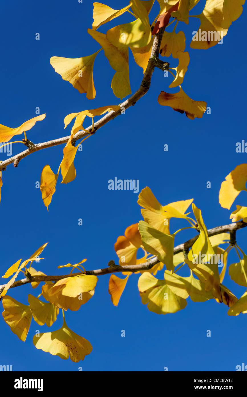 Ginkgo rami di albero con foglie gialle autunnali Foto Stock