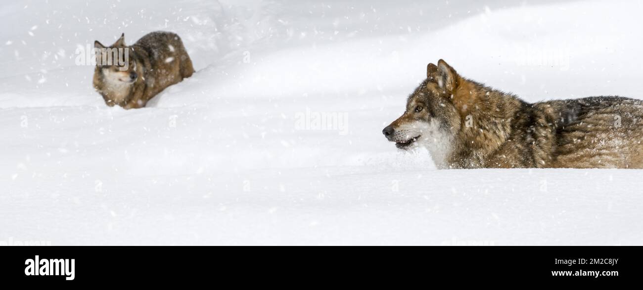 Due lupi grigi / lupi grigi (Canis lupus) caccia nella neve profonda mentre nevica in inverno | Loup gris (Canis lupus) rencontre membre du meute pendant chute de neige en hiver 16/01/2017 Foto Stock