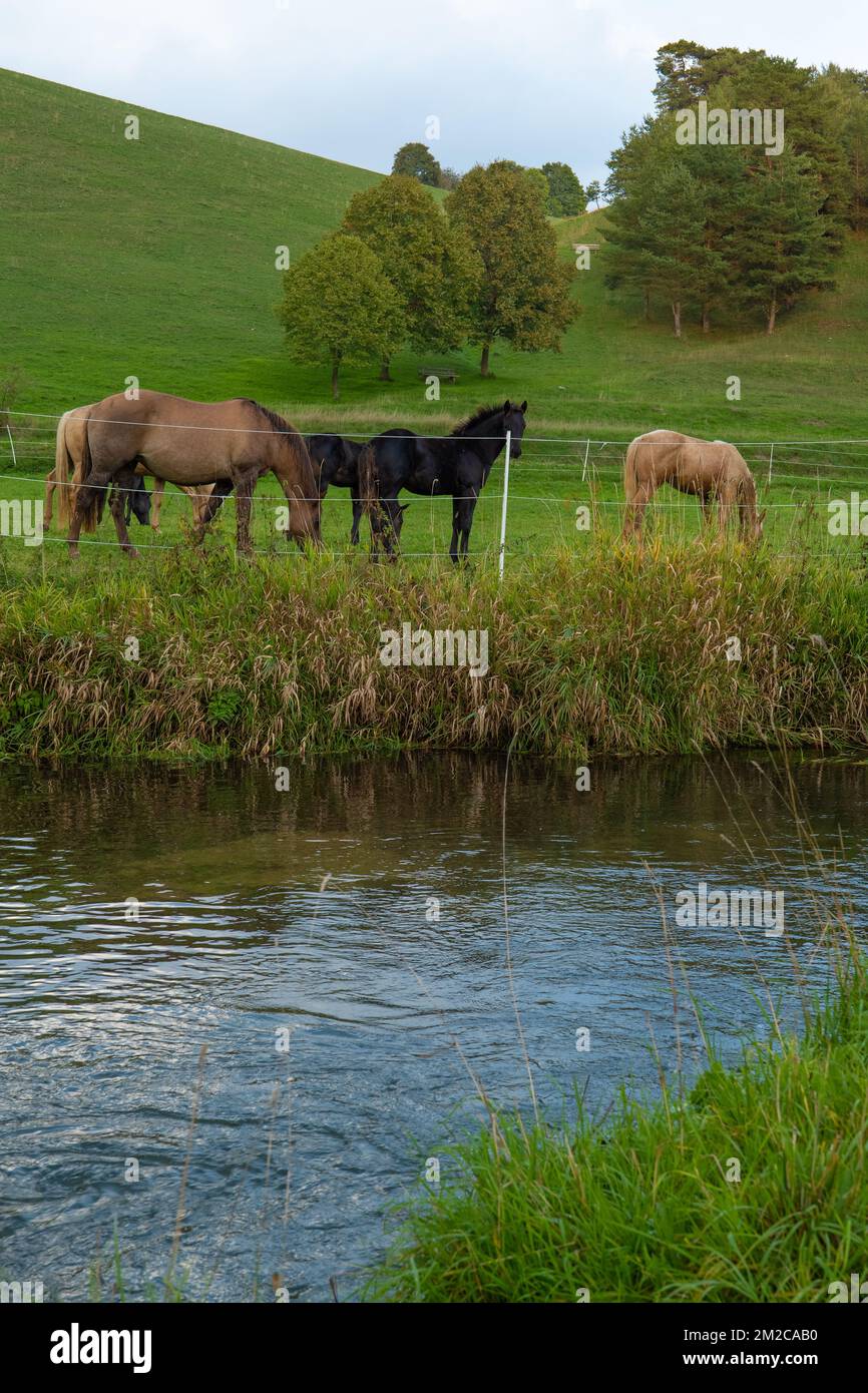 mandria di cavalli in un paddock recintato vicino ad un fiume. Allevamento e allevamento di animali horses. Farm sul pascolo. Foto Stock
