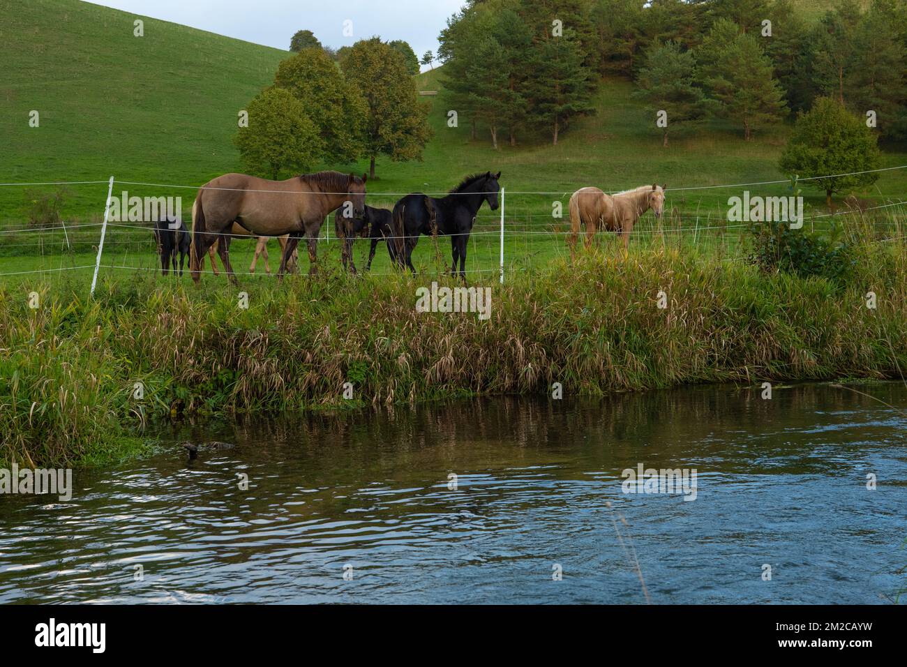 mandria di cavalli in un paddock recintato vicino ad un fiume. Allevamento e allevamento horses. Animal zootecnia e concetto di agricoltura. Animali di fattoria sul pascolo. Foto Stock