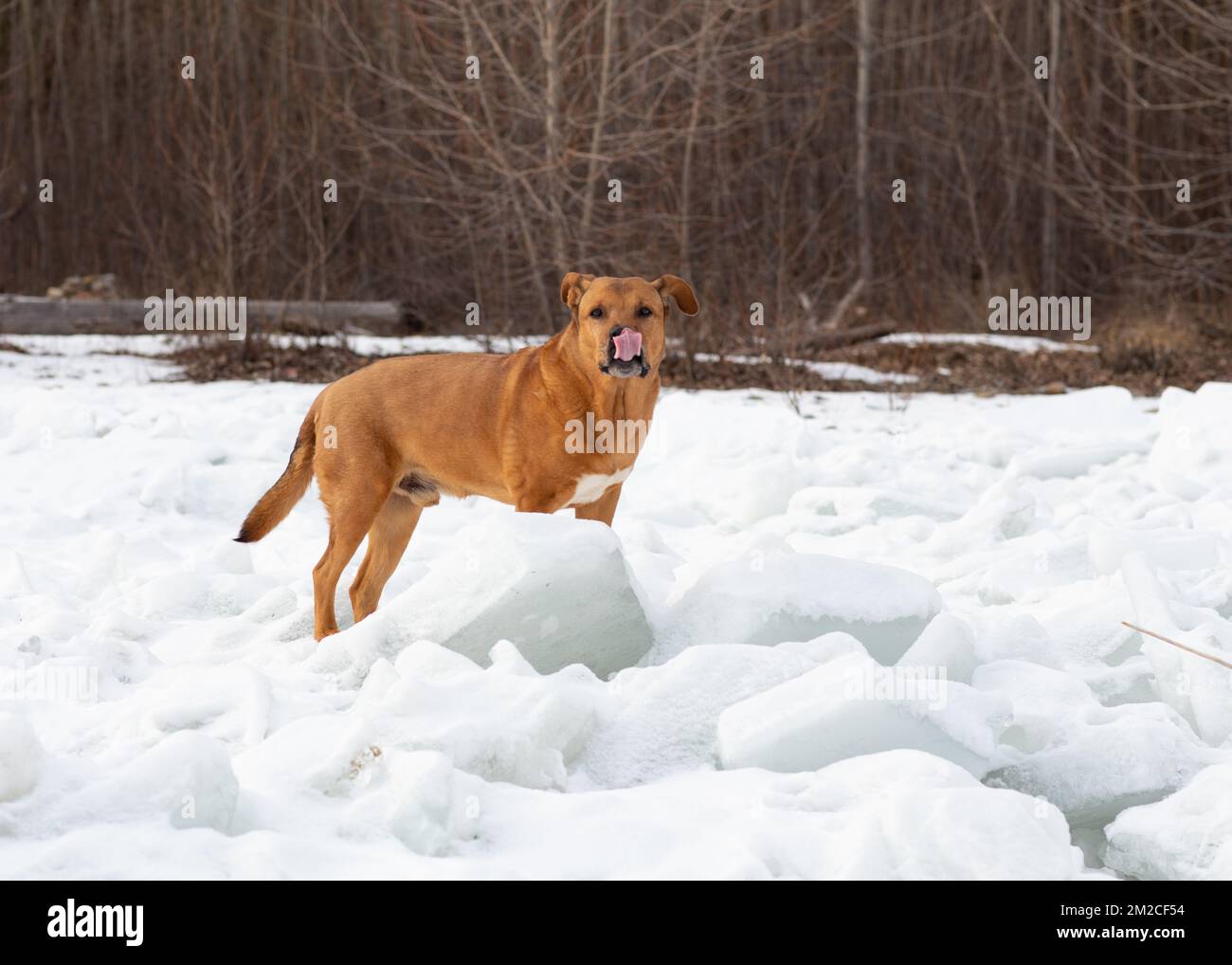 Bubba, fuori sulla marmellata di ghiaccio su Callahan Creek, a Troy, Montana. Foto Stock