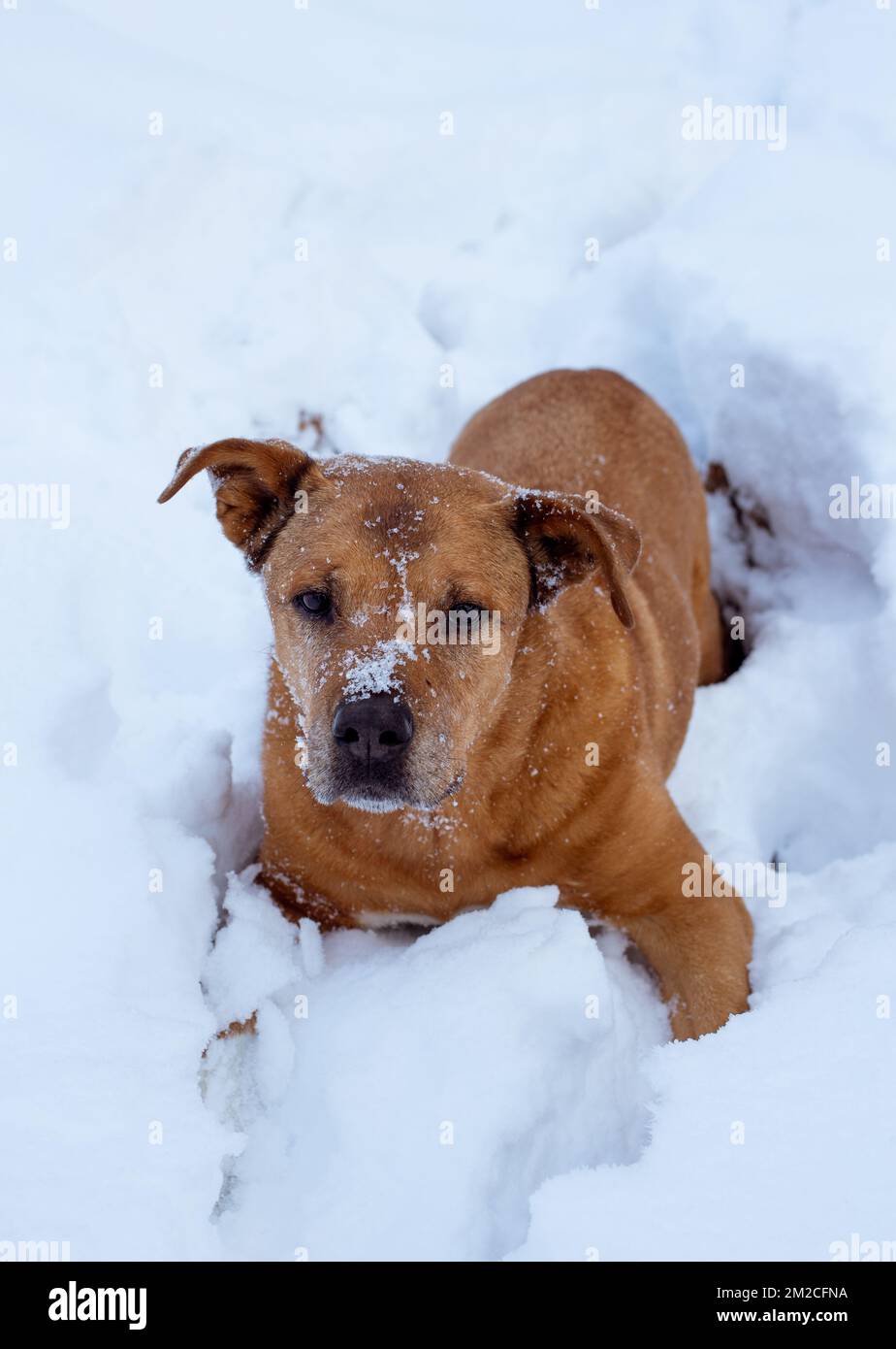 Bubba, arrampicandosi su una ripida riva nella neve profonda sul Callahan Creek, nella contea di Lincoln, Montana. Foto Stock