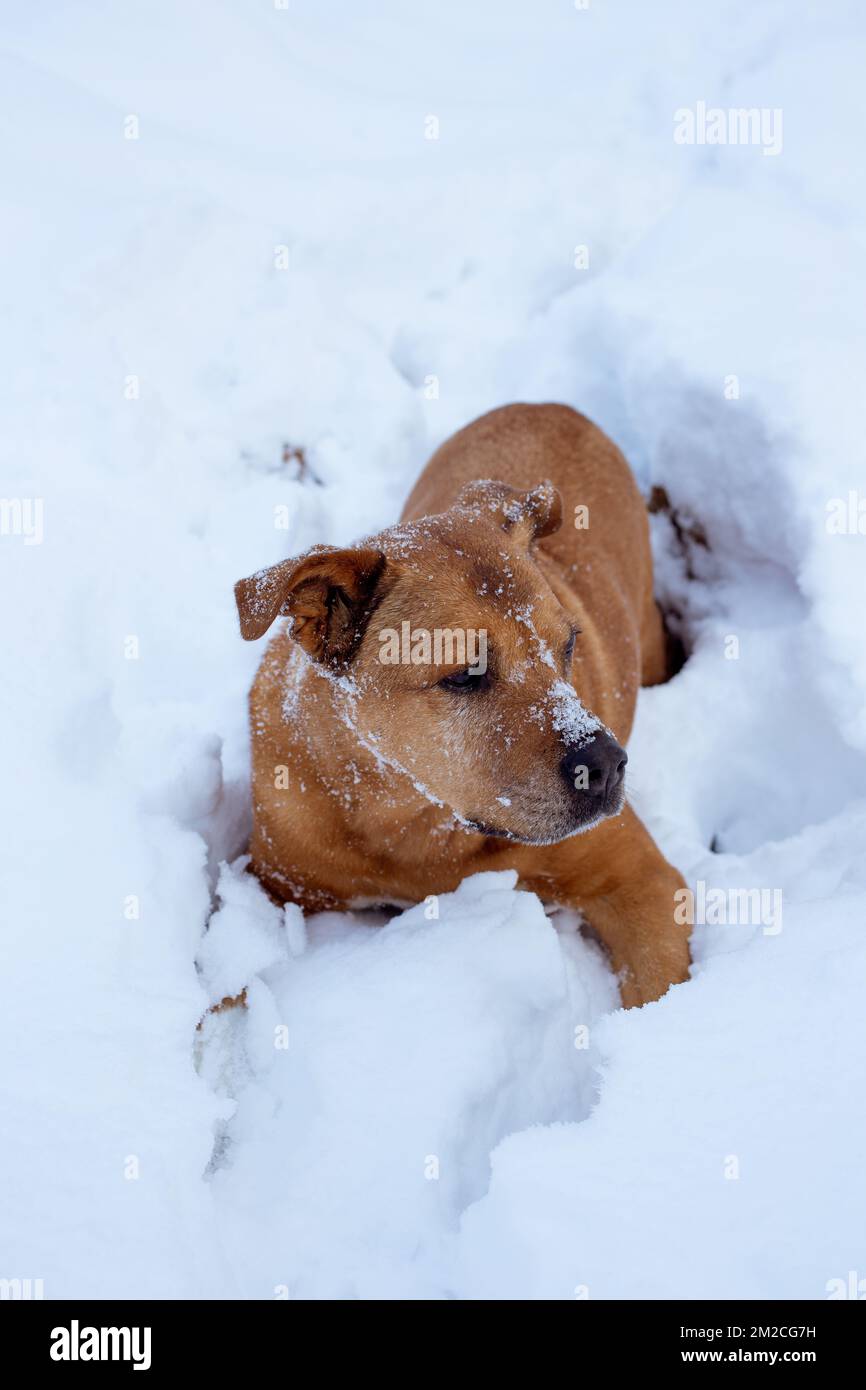 Bubba, arrampicandosi su una ripida riva nella neve profonda sul Callahan Creek, nella contea di Lincoln, Montana. Foto Stock