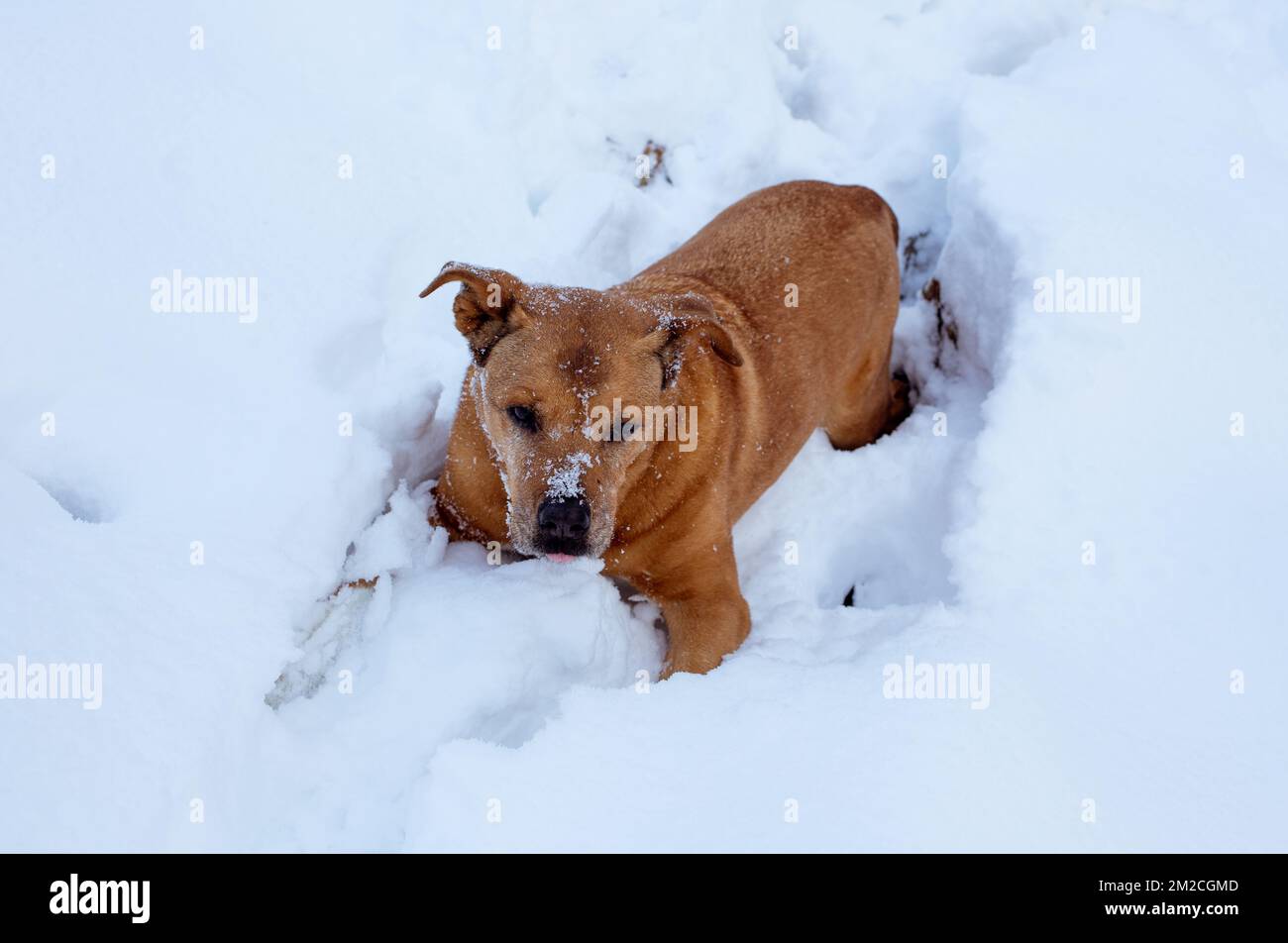 Bubba, arrampicandosi su una ripida riva nella neve profonda sul Callahan Creek, nella contea di Lincoln, Montana. Foto Stock