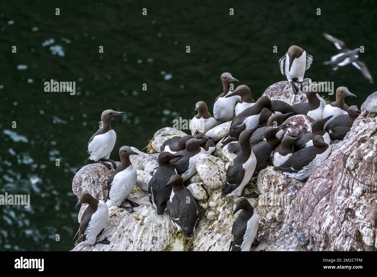 Colonia riproduttiva densamente popolata di murres comuni / guillemots comuni (Uria aalge) nidificante in primavera su sporgenze rocciose in mare parete scogliera, Scozia, UK | Colonie de guillemots de Troil dans falaise, Ecosse, Royaume-uni 24/05/2017 Foto Stock