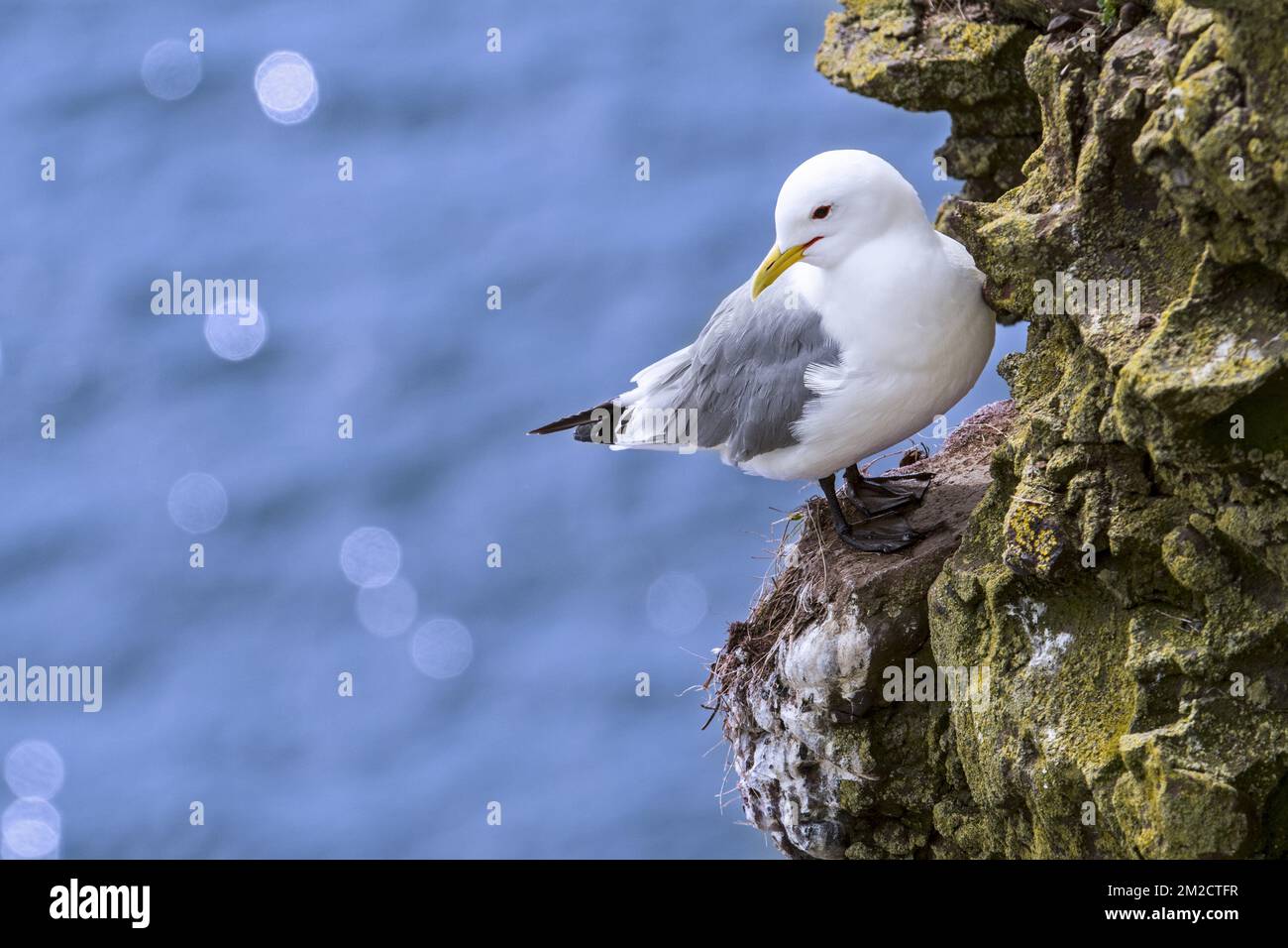 Kittiwake a zampe nere (Rissa tridactyla) che riposa su una sporgenza rocciosa nella parete della scogliera del mare alla colonia di uccelli marini, Scozia, Regno Unito | Mouette tridactyle dans falaise, Ecosse, Royaume-uni 24/05/2017 Foto Stock