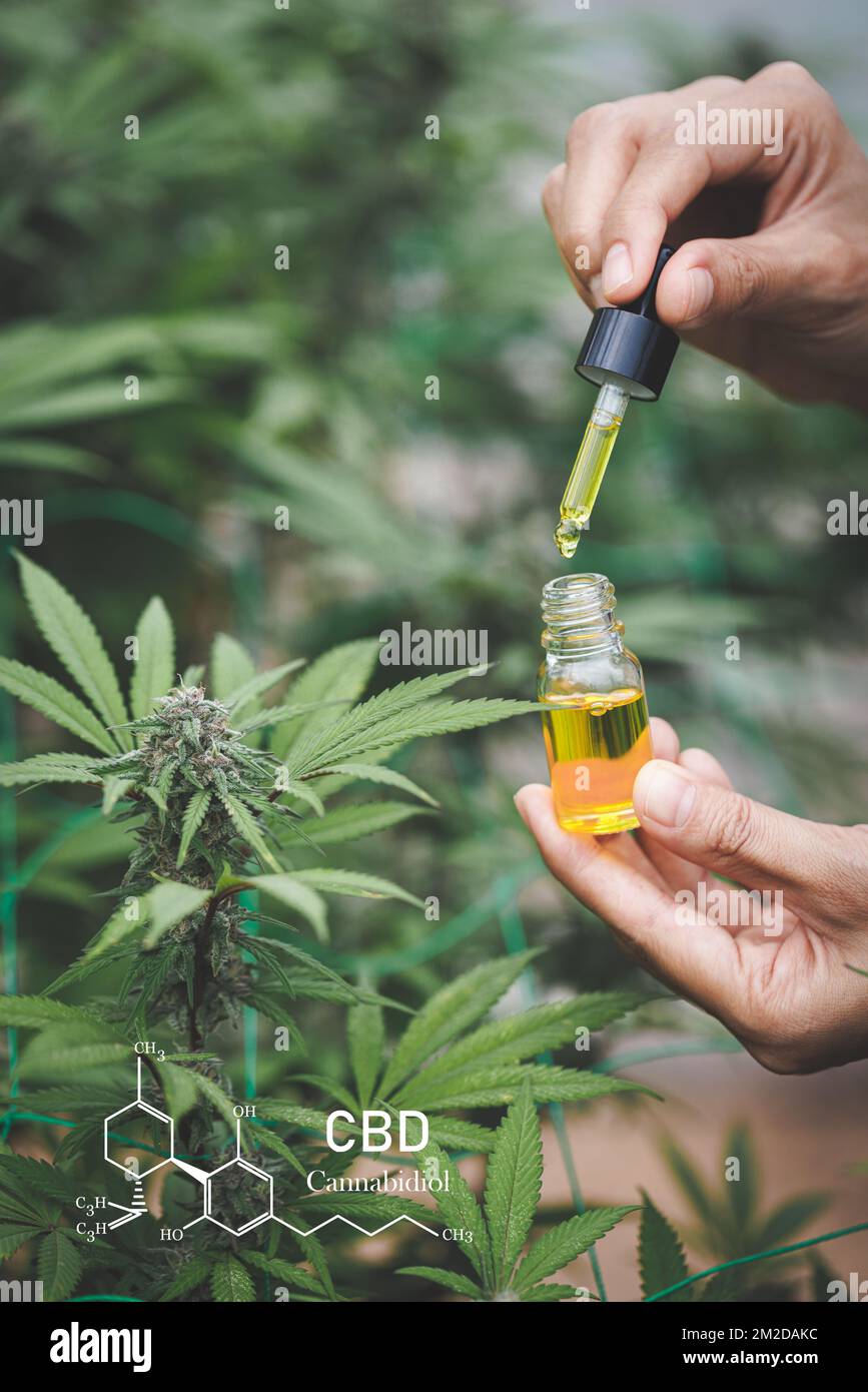 Le mani degli scienziati che rilasciano l'olio di marijuana per la sperimentazione e la ricerca, il concetto di medicina alternativa alle erbe, l'olio di canapa cbd, farmacettico Foto Stock