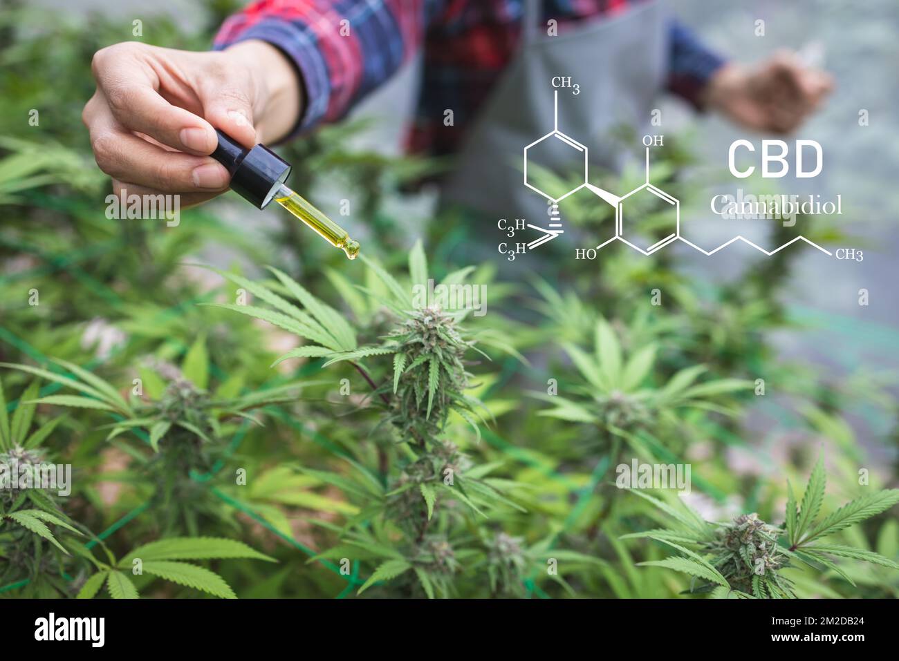 il medico sta ricercando l'olio di canapa. Ricerca sulle erbe di cannabis, marijuana medica, ricerca sull'olio di canapa del CBD. Foto Stock