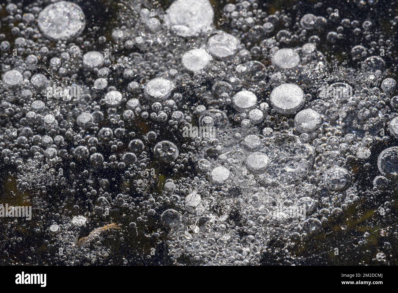 Bolle d'aria congelate in ghiaccio naturale di stagno / lago in inverno | Bulles d'air dans l'eau gelée d'un lac en hiver 27/02/2018 Foto Stock