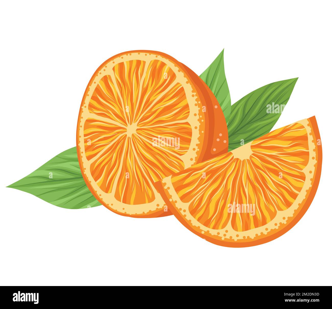 Illustrazione vettoriale dell'arancio tagliato con composizione a fette e fogliame. Immagine con agrumi. Clip art con frutta succulenta estiva per striscioni, adesivi Illustrazione Vettoriale