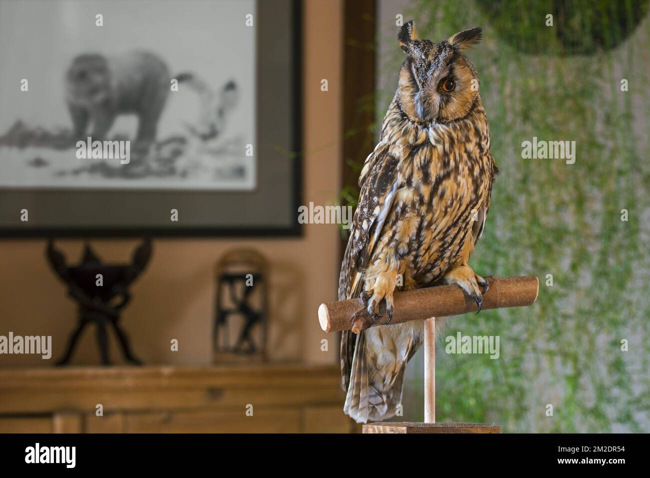 Farcito gufo dalle orecchie lunghe (Asio otus / Strix otus) montato realistico sul ramo in soggiorno a casa | Hibou moyen-duc (Asio otus / Strix otus) naturalisé dans maison 09/03/2018 Foto Stock