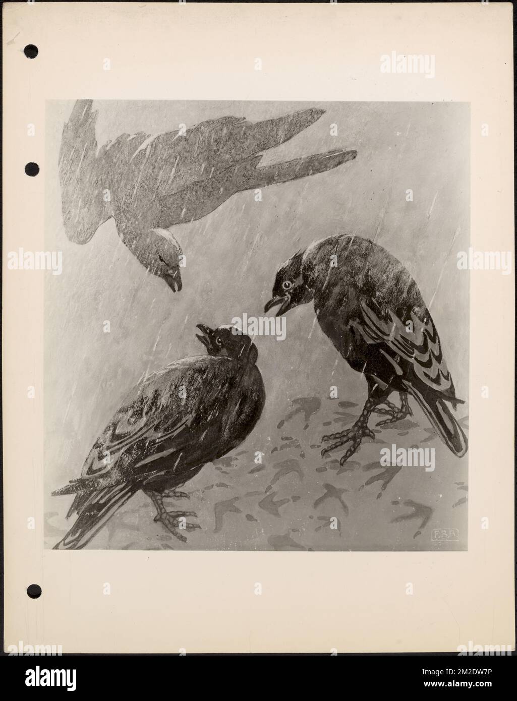 Corvi , corvi. Collezione fotografica del Massachusetts WPA Federal Art Project Foto Stock