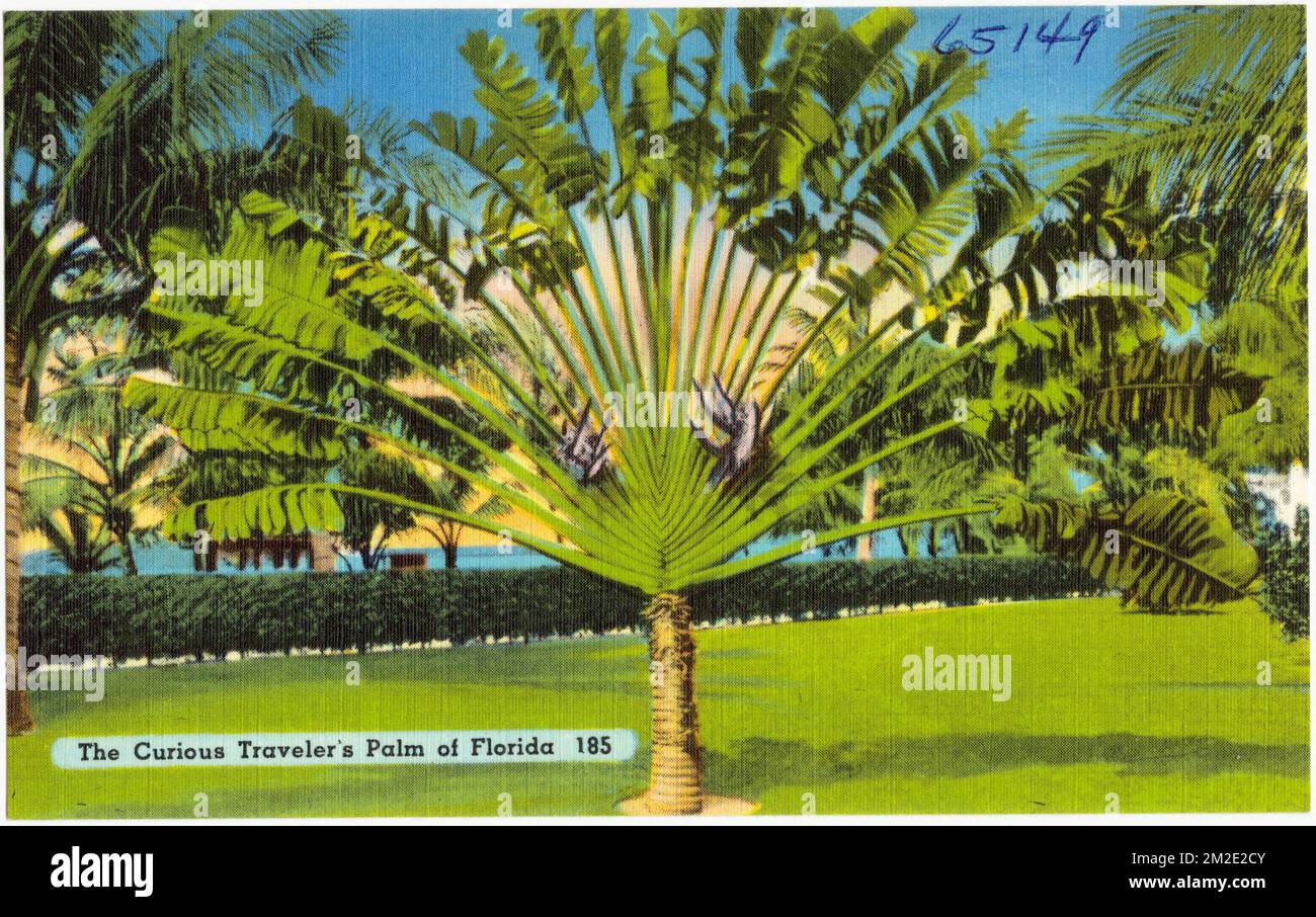 La palma del viaggiatore curioso della Florida, Tichnor Brothers Collection, cartoline degli Stati Uniti Foto Stock