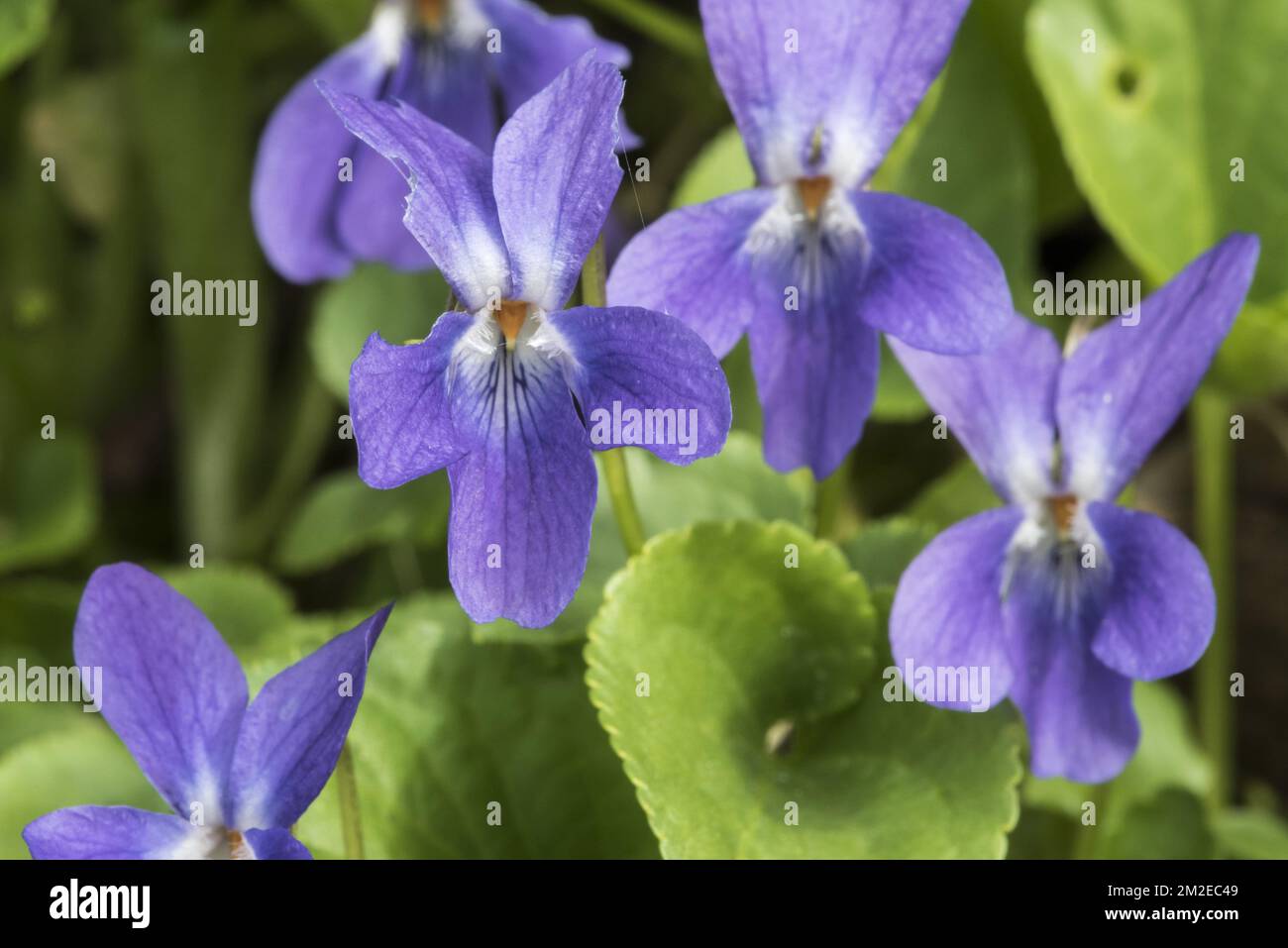 Violetto di cane / viola pallido di legno (Viola reichenbachiana / Viola sylvestris) in fiore in primavera | Violette des bois / violette de Reichenbach (Viola reichenbachiana / Viola sylvestris) 08/04/2018 Foto Stock