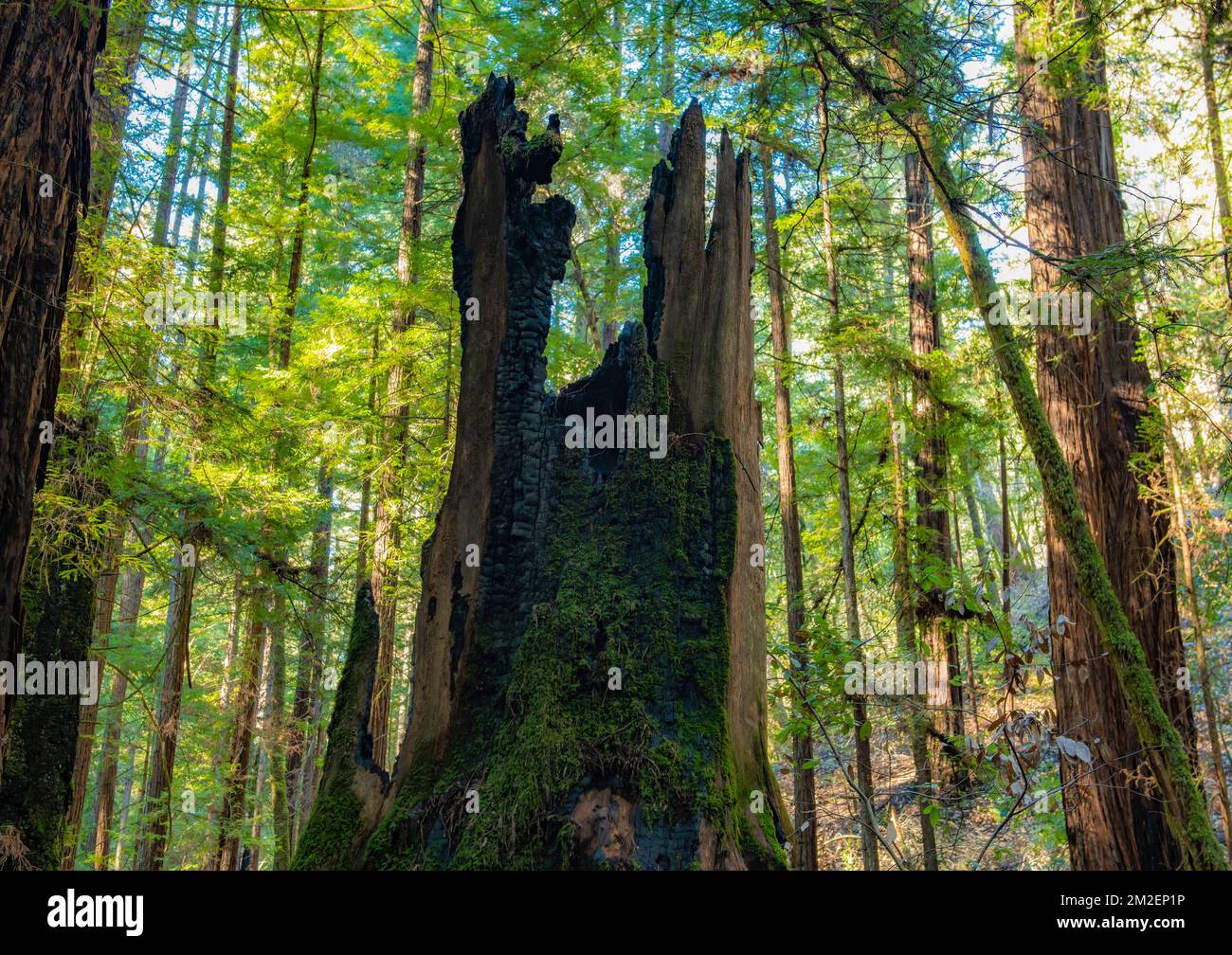 Un ceppo di sequoia danneggiato dal fuoco nella riserva naturale di Armstrong Redwoods state si trova tra gli alberi giganti. Foto Stock