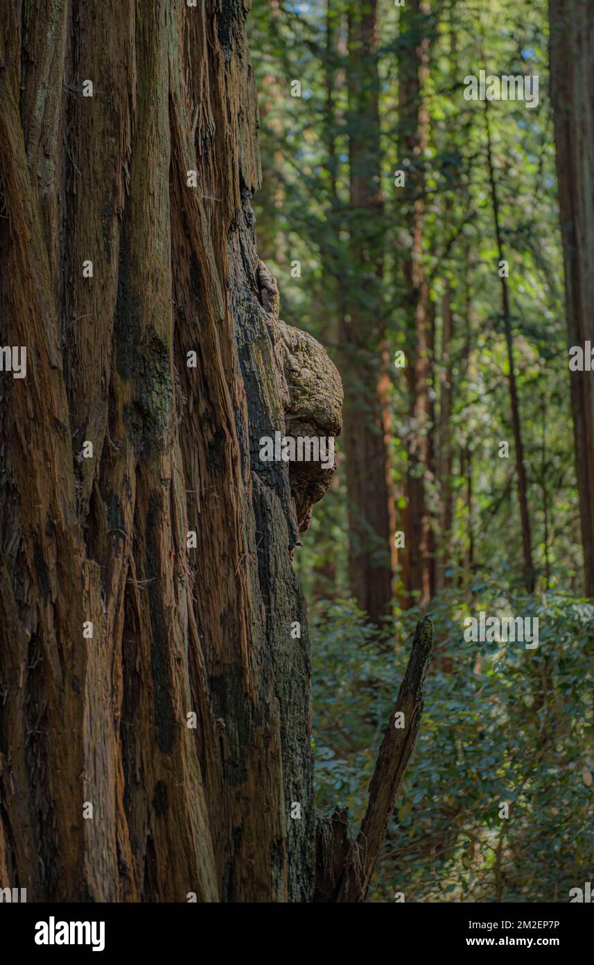 'Albero ninja' che dà una spada a Armstrong Redwoods state Riserva naturale a Guerneville California. Foto Stock