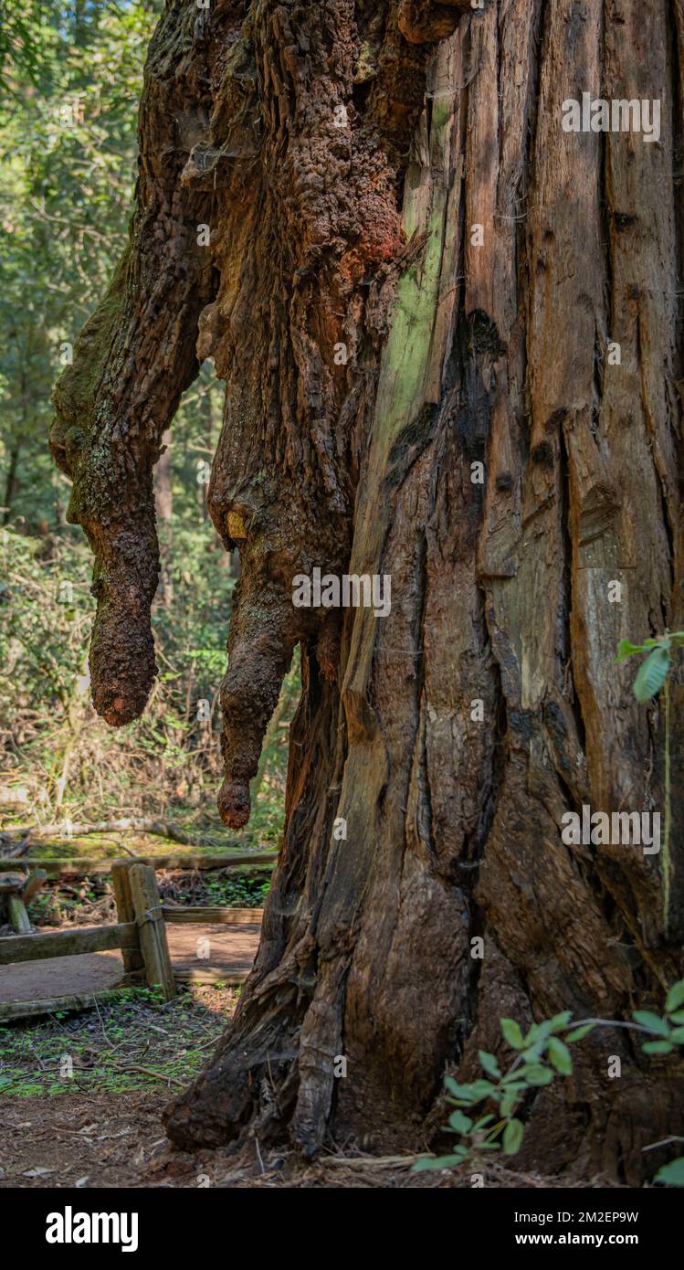 Il percorso del boschetto della riserva naturale di Armstrong Red Woods mostra i tentacoli degli alberi che sgocciolano uno degli alberi più alti del mondo. Foto Stock