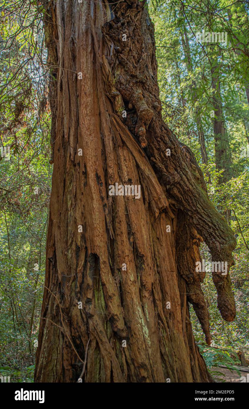 La riserva naturale di Armstrong Redwoods state mostra i tentacoli che sgocciolano su uno degli alberi più alti del mondo. Foto Stock