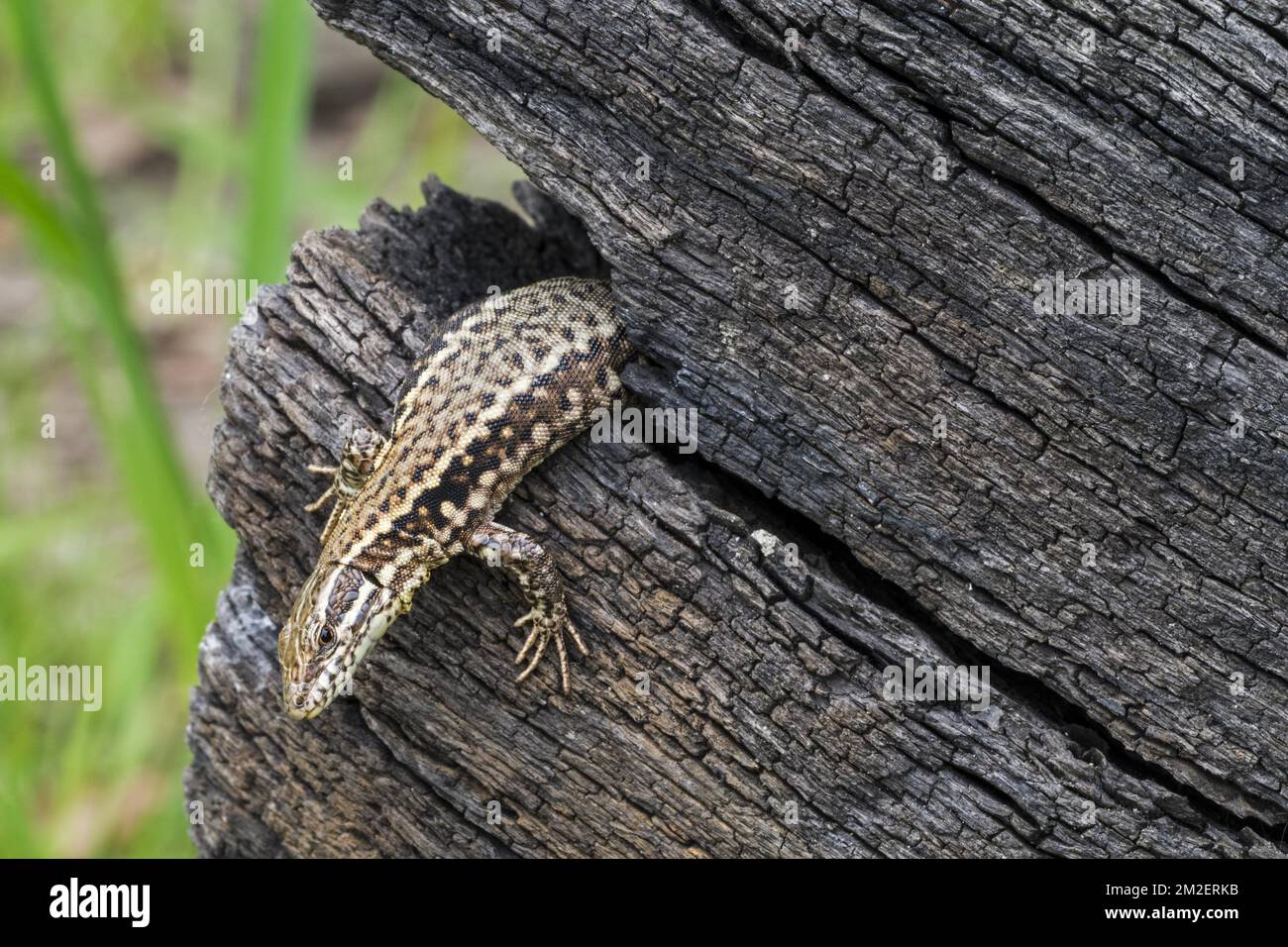 Lucertola muraria comune (Podarcis muralis / Lacerta muralis) che emerge da un vuoto nel tronco di albero bruciato | Lézard des murailles (Podarcis muralis) 23/04/2018 Foto Stock