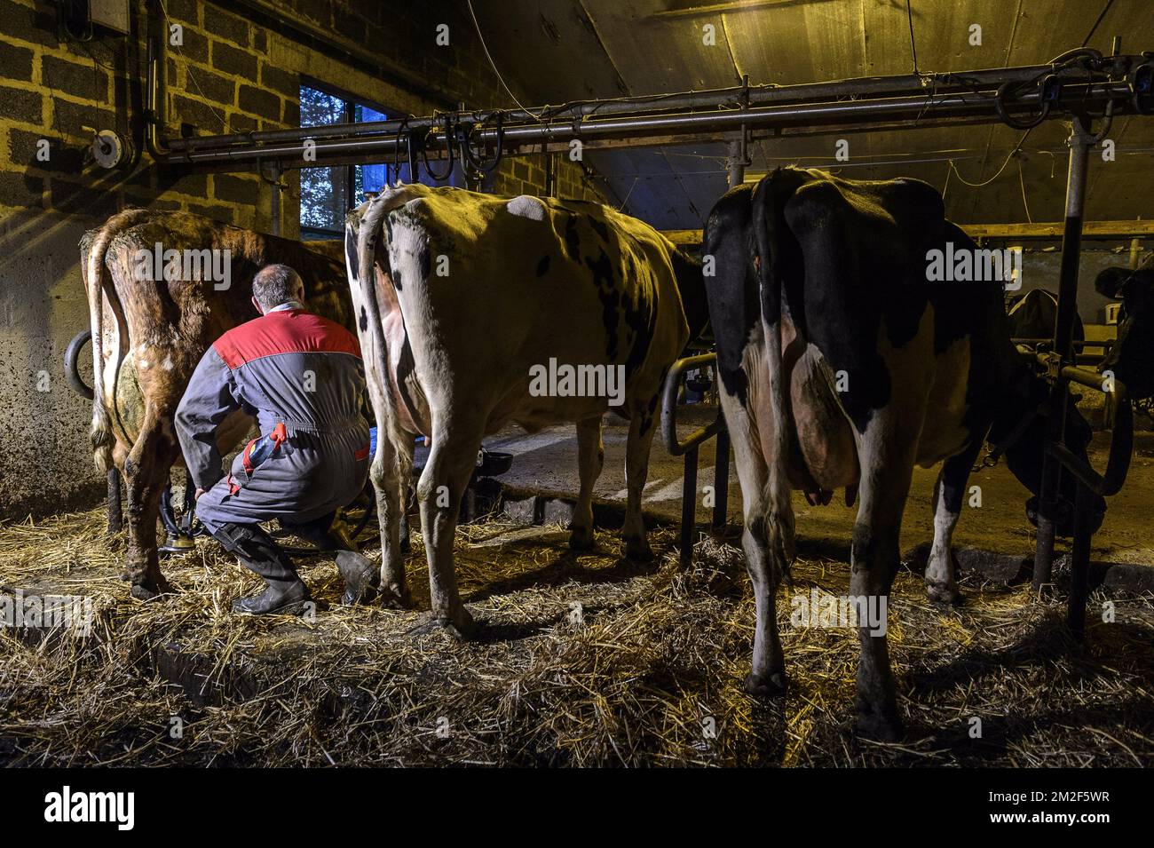 Un contadino munge le sue mucche due volte al giorno nella sua stalla. Le mucche sono aligne e aspettare la mungitura | un eleveur trait ses vaches deux fois par jour. Les vaches sont alignees et attendent la traite. 09/05/2018 Foto Stock