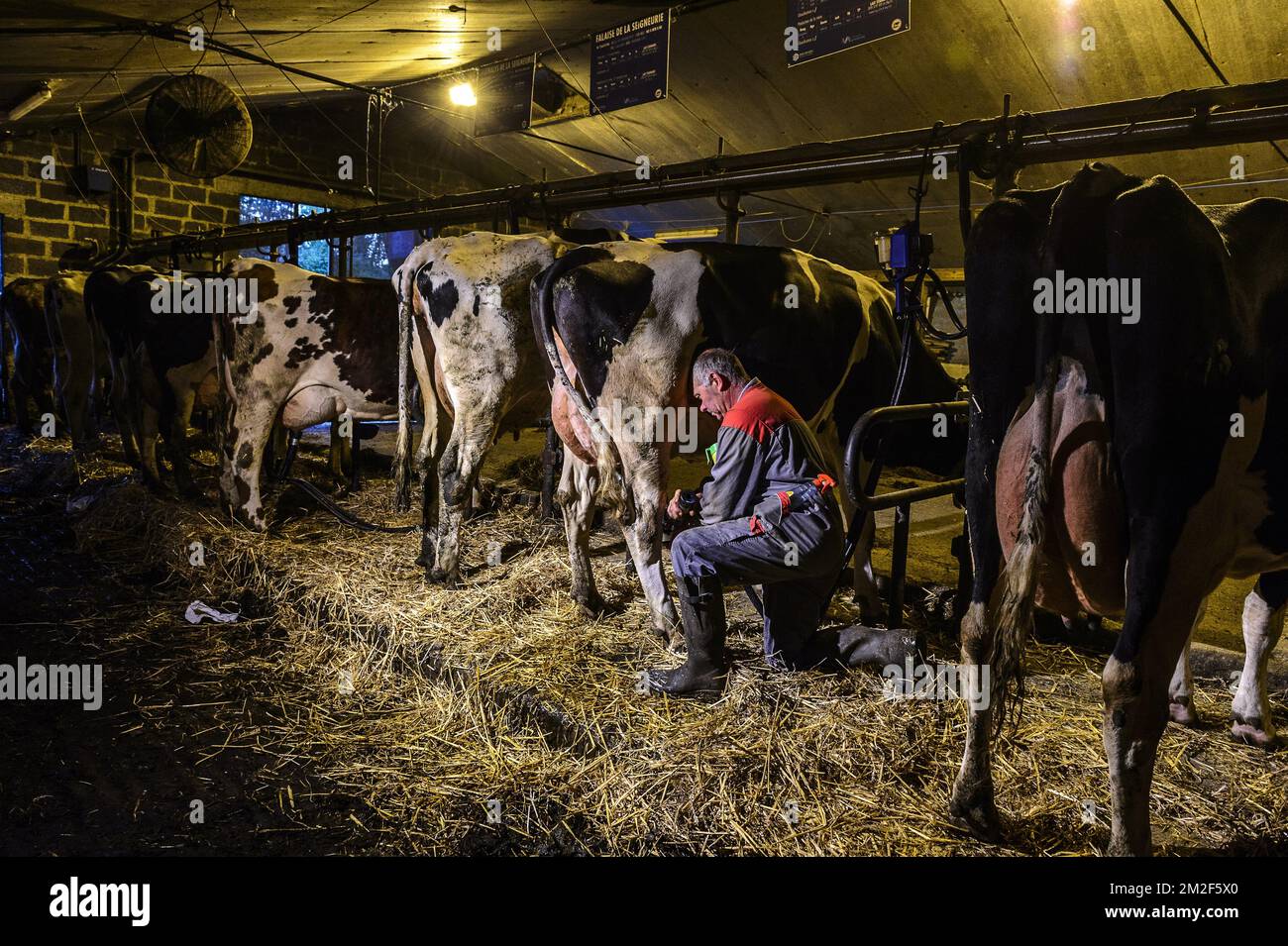 Un contadino munge le sue mucche due volte al giorno nella sua stalla. Le mucche sono aligne e aspettare la mungitura | un eleveur trait ses vaches deux fois par jour. Les vaches sont alignees et attendent la traite. 09/05/2018 Foto Stock