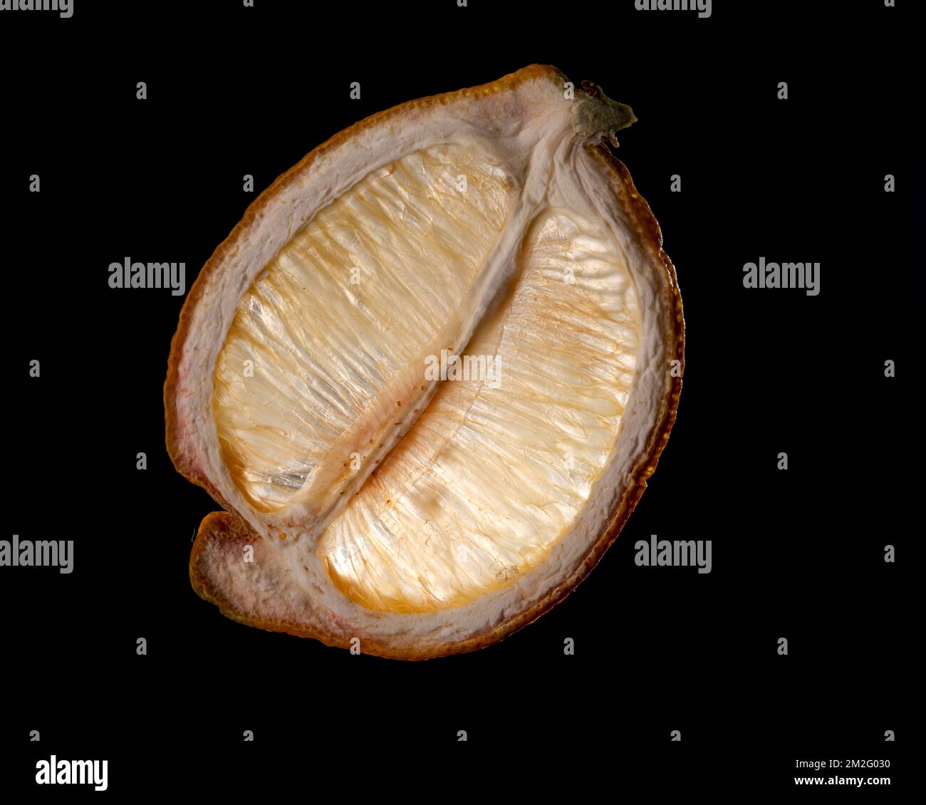 Una sottile fetta di frutta o verdura fotografata contro la retroilluminazione in un ambiente da studio. La texture traslucida e i dettagli vivaci Foto Stock